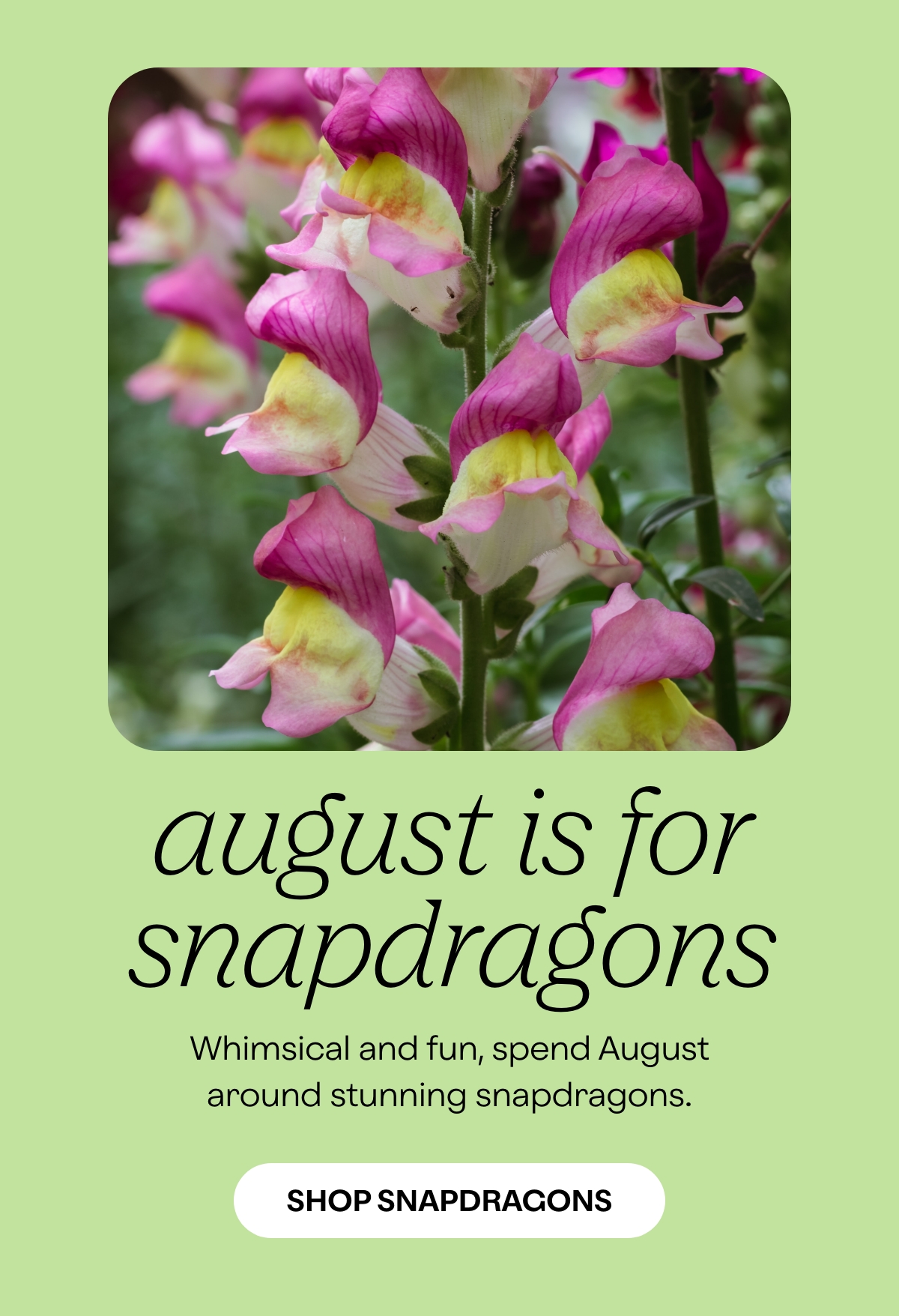 august flower of the month snapdragons ProFlowers